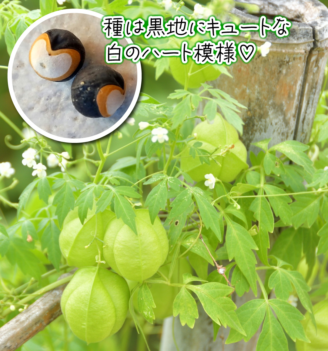 花たね 風船かずら