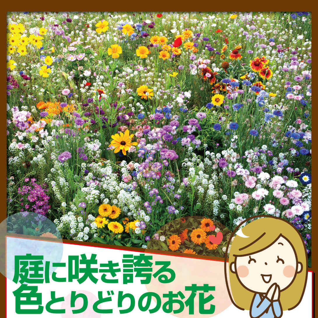 花たね スペシャルミックス 花壇向きミックス
