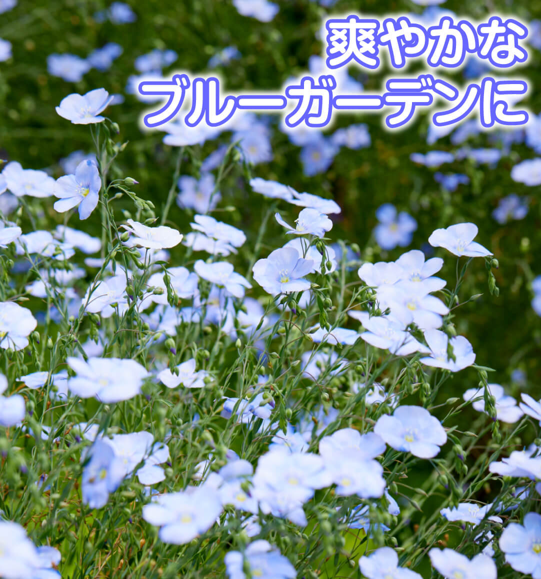 花たね 宿根アマ