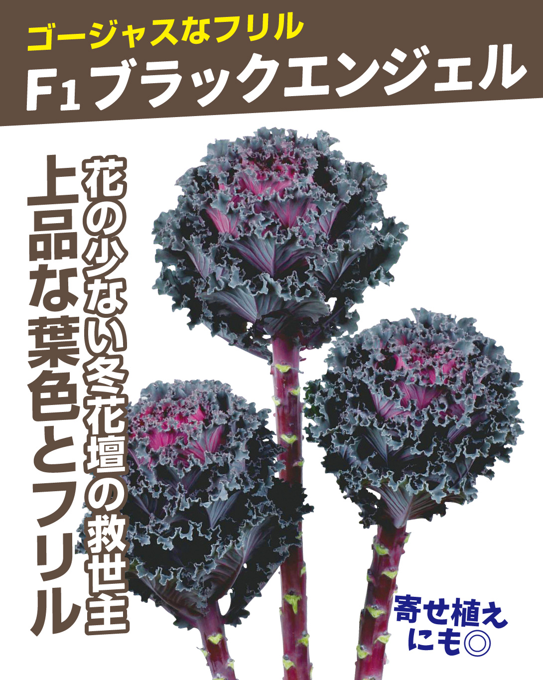 ブラックエンジェル