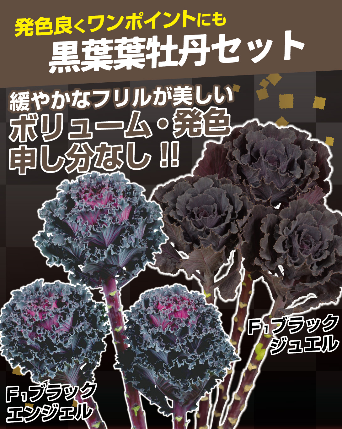 黒葉葉牡丹セット