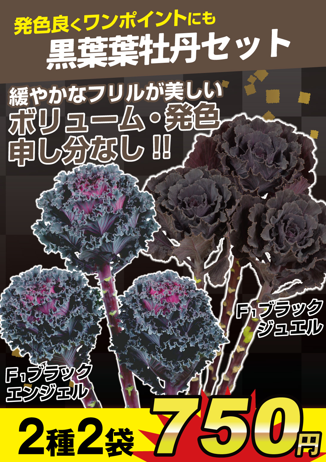 黒葉葉牡丹セット
