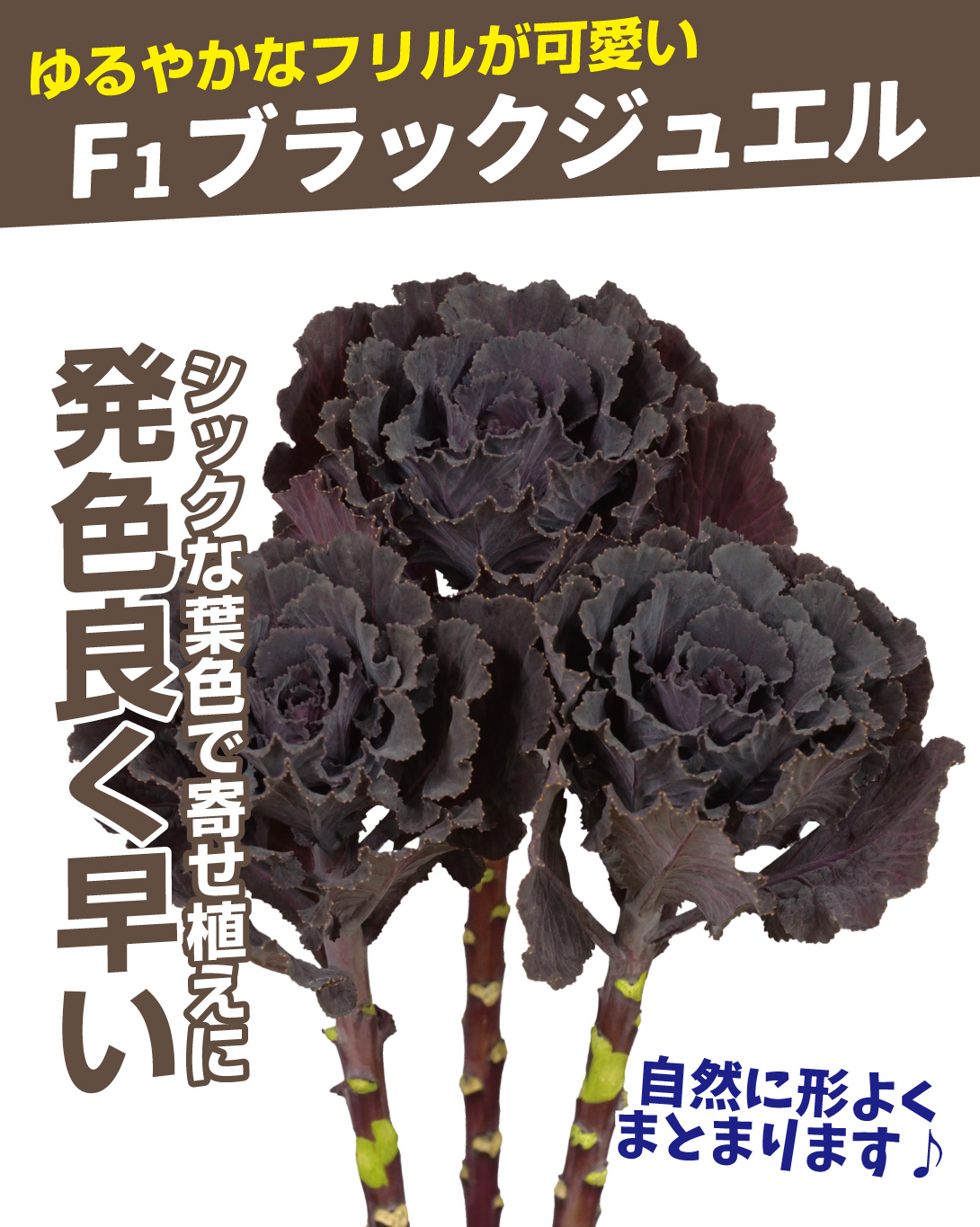 ブラックジュエル