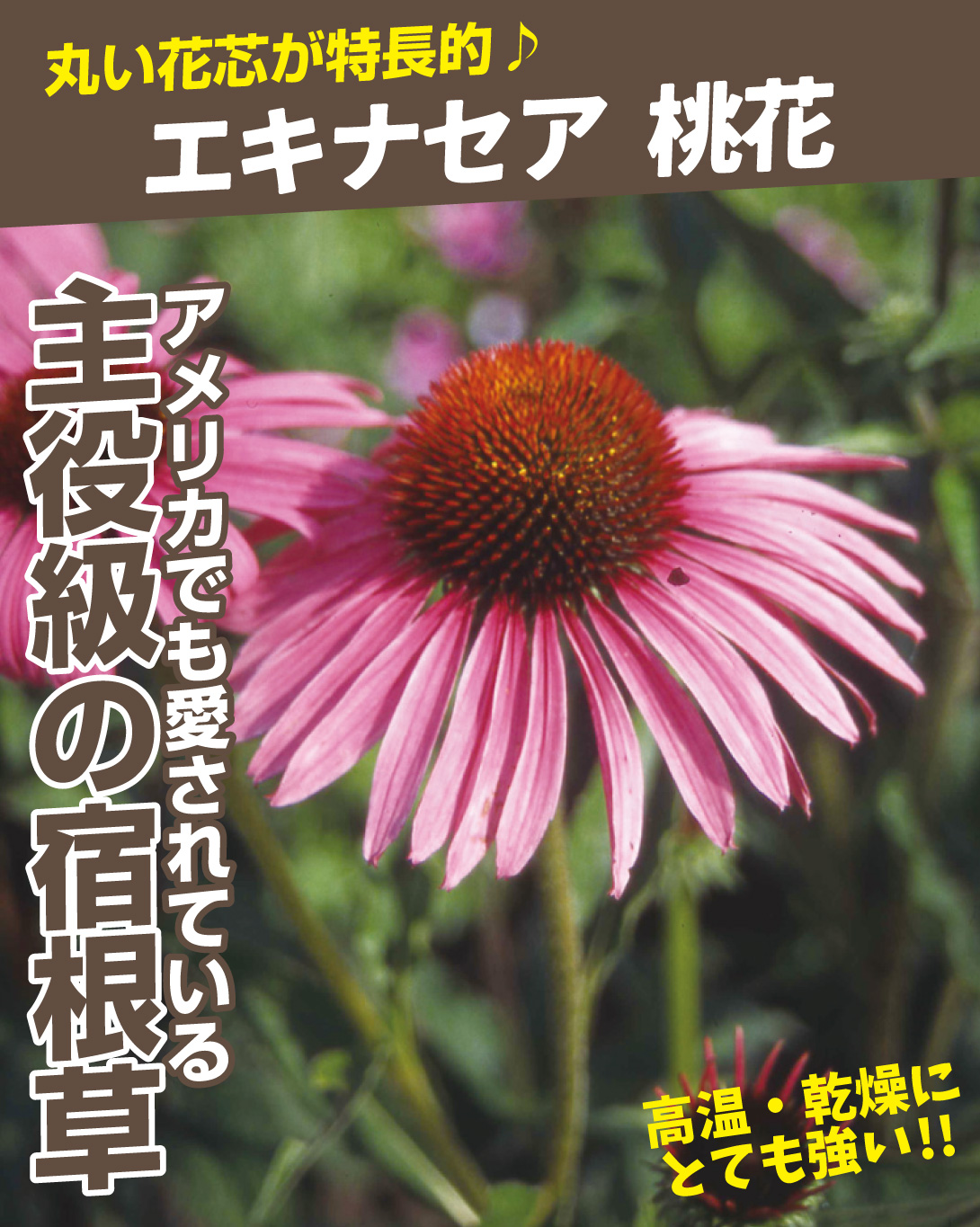 エキナセア 桃花