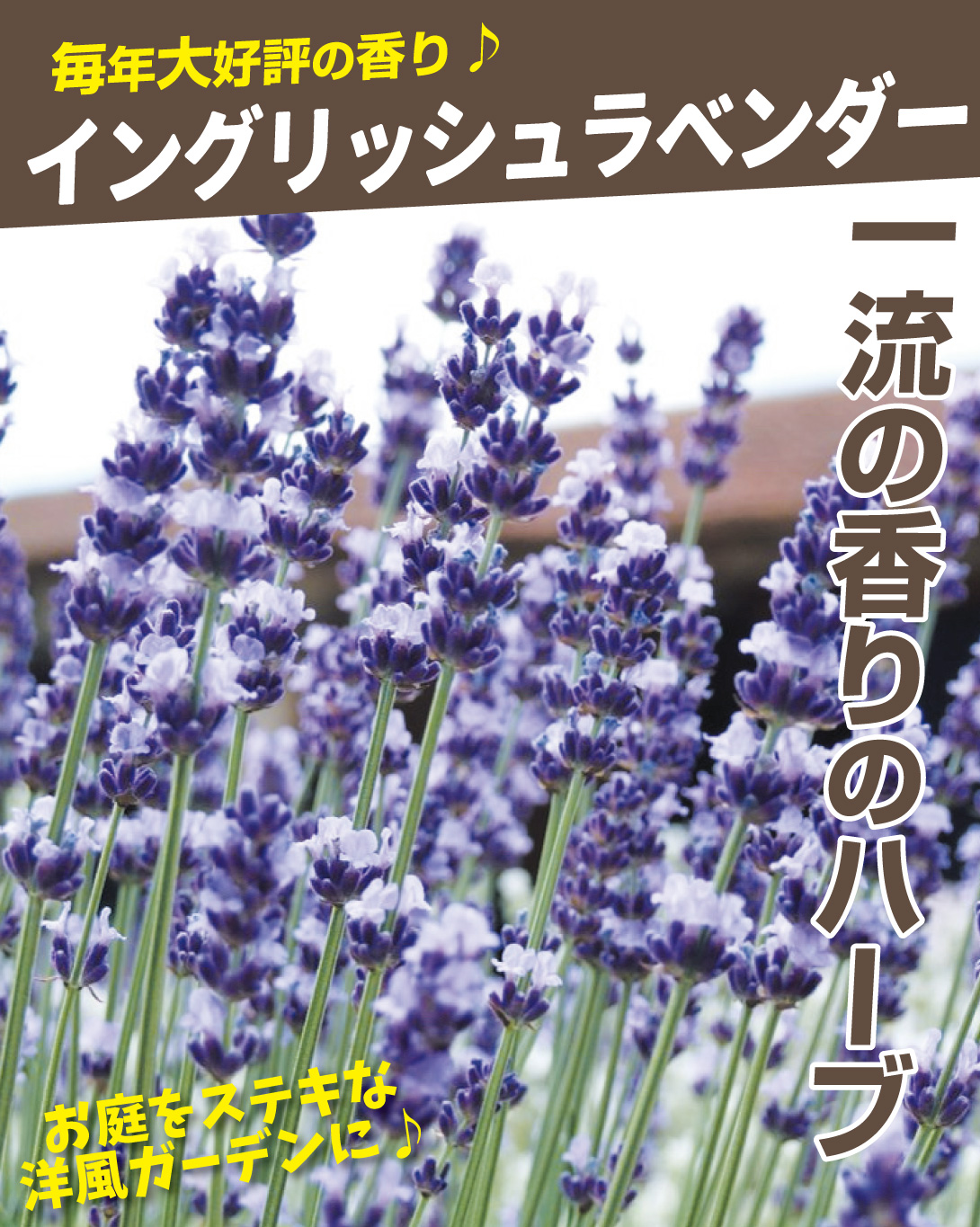 多年草花たねセット