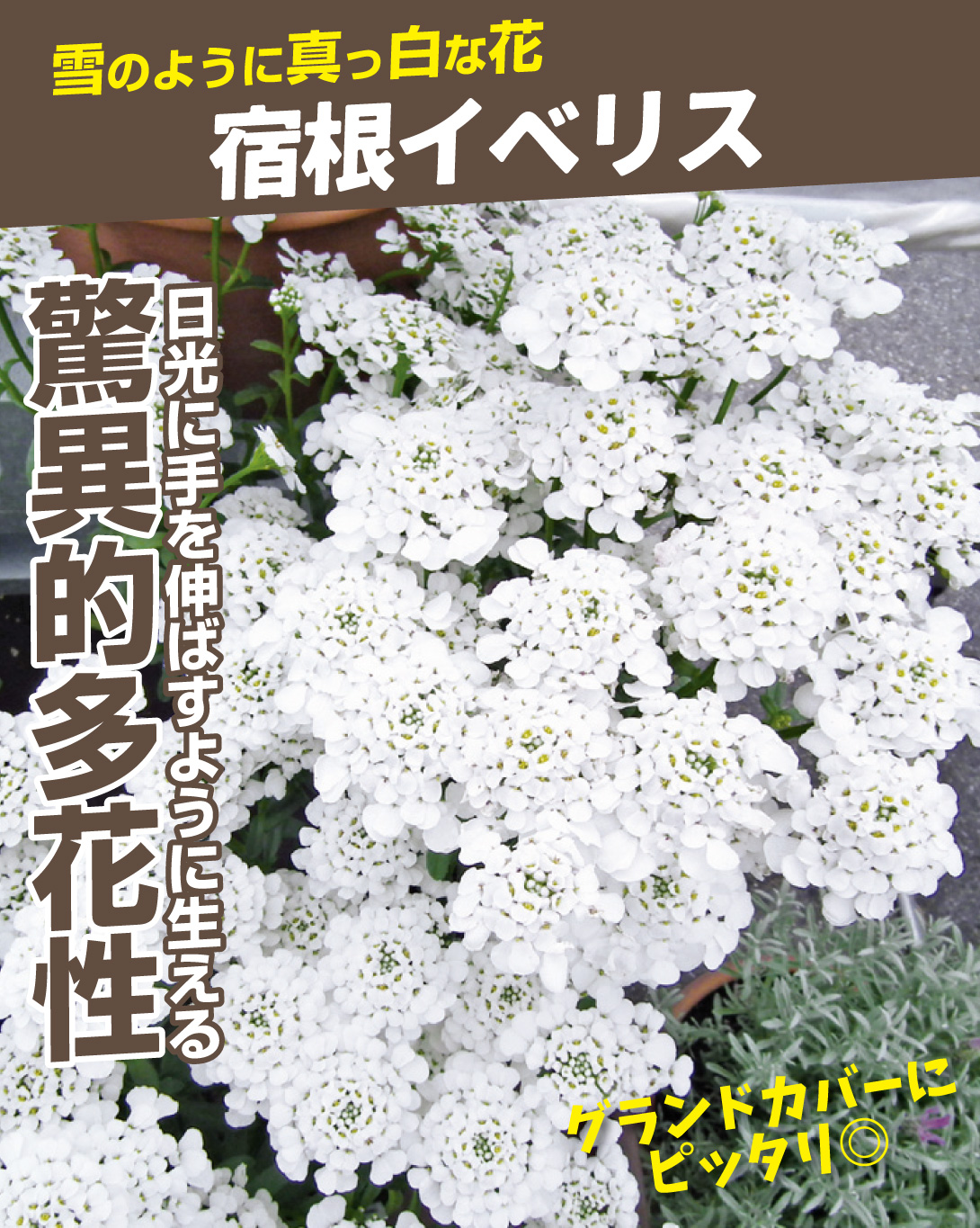 宿根イベリス