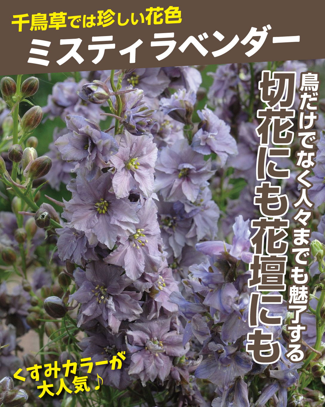 千鳥草 ミスティラベンダー