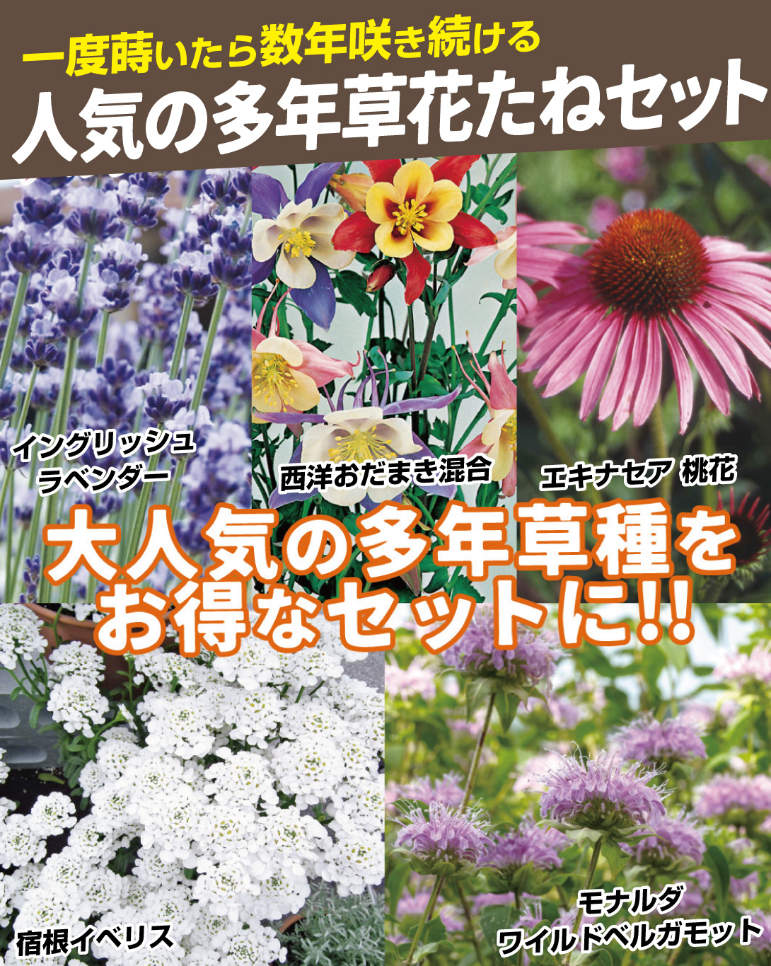 多年草花たねセット