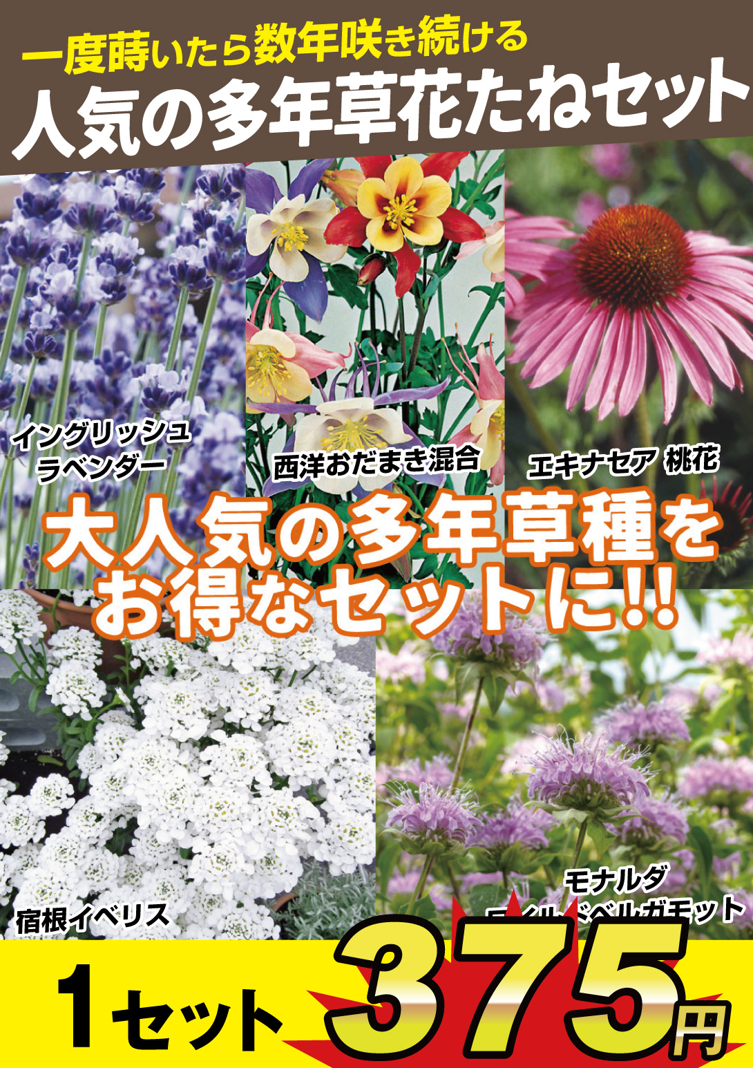 人気の多年草花たねセット
