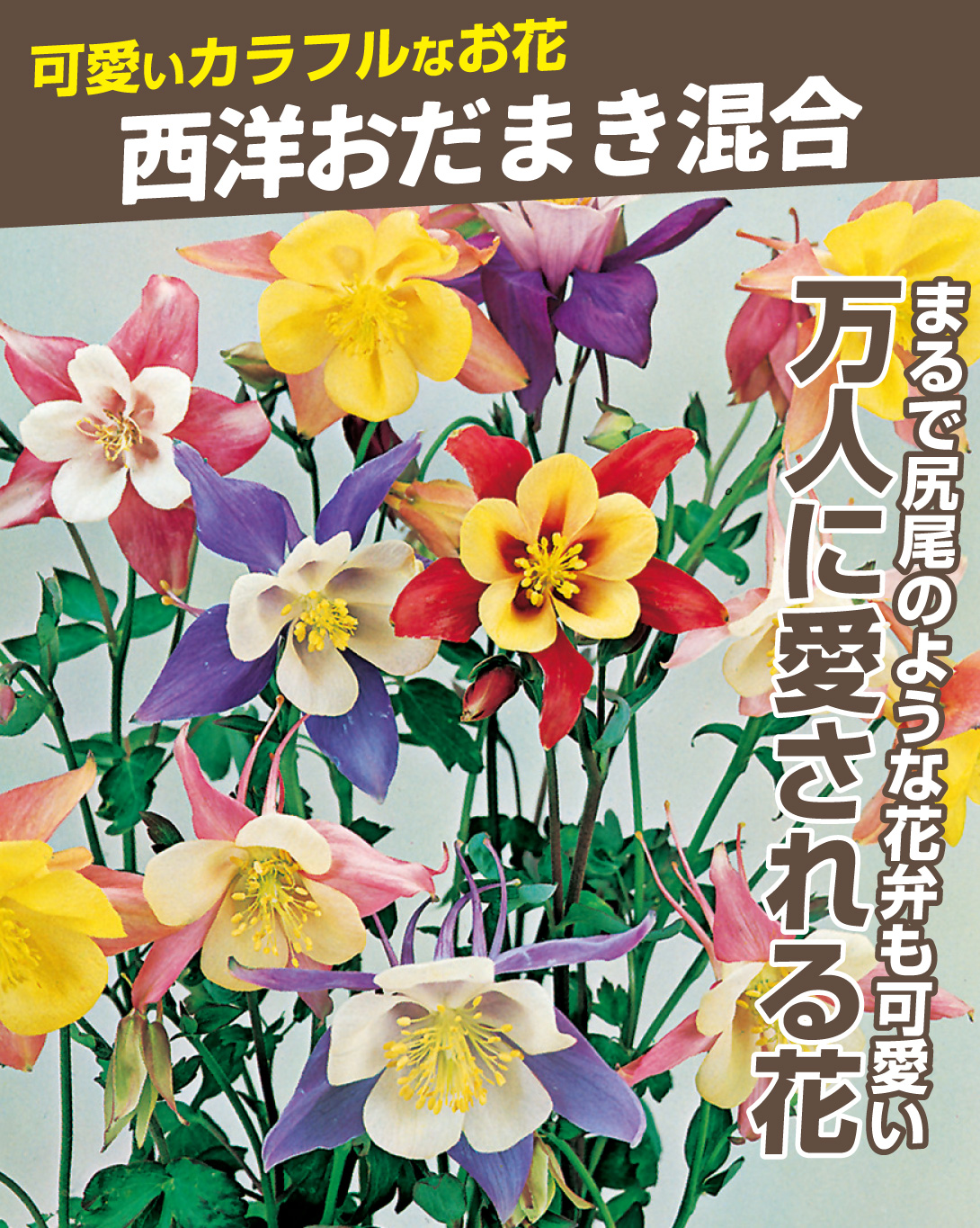 多年草花たねセット
