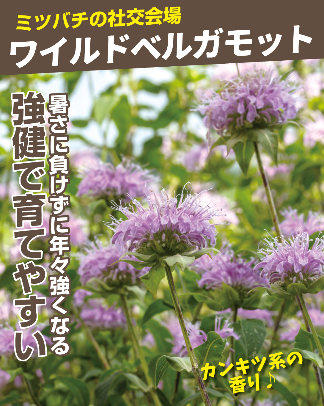 多年草花たねセット