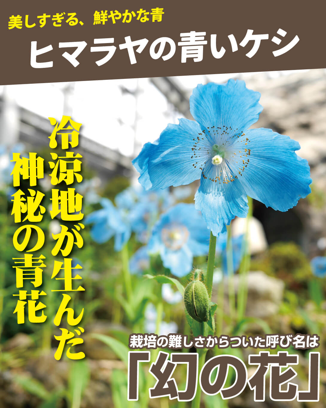 ヒマラヤの青いケシ