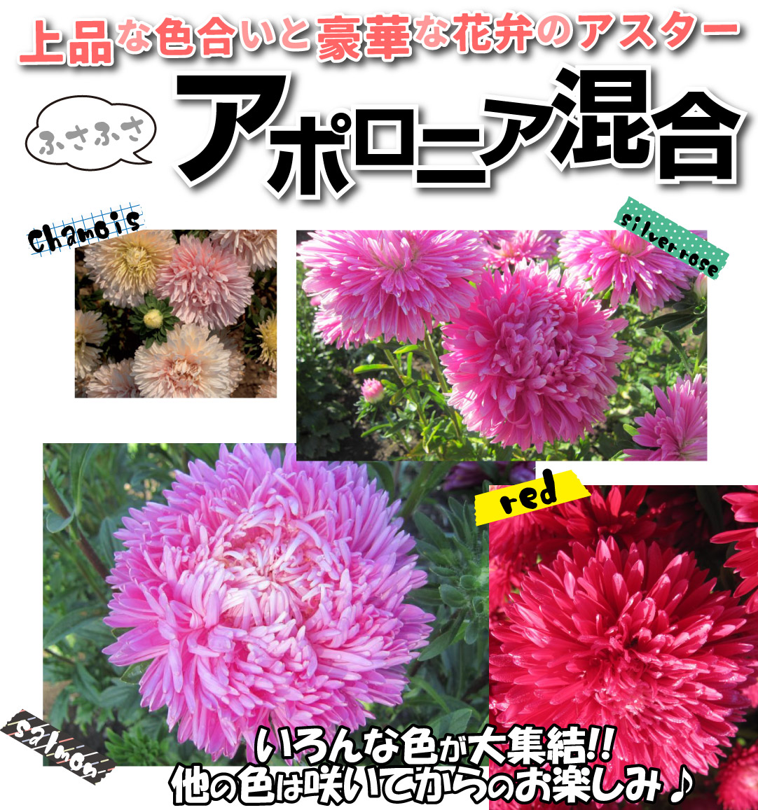 アスター アポロニア混合