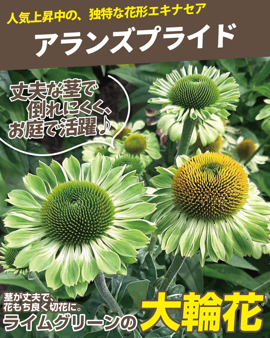 エキナセア アランズプライド