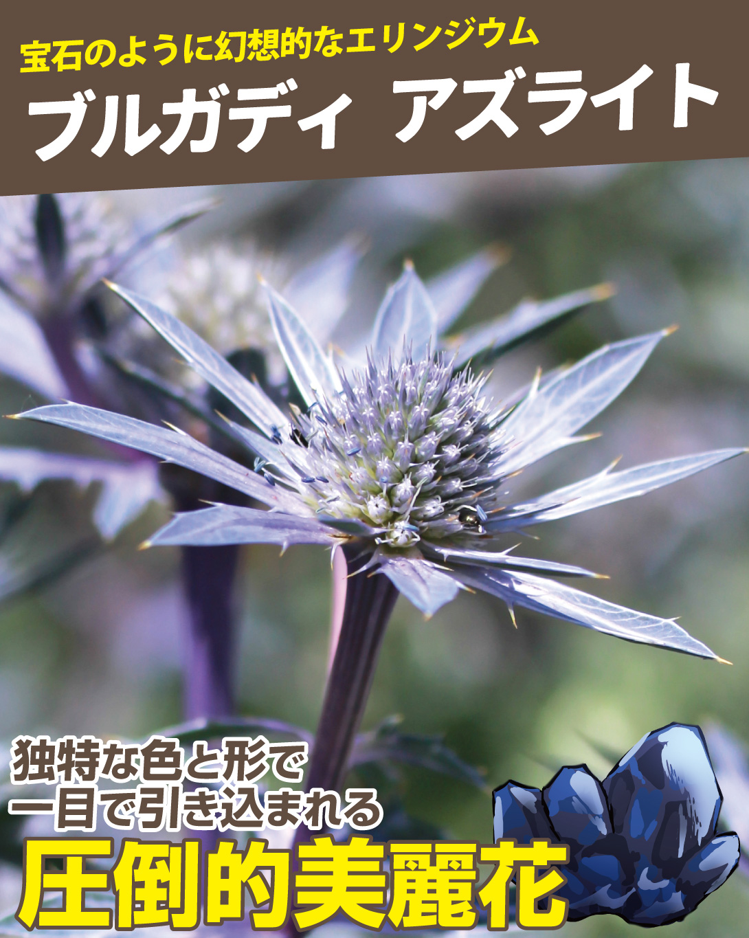 エリンジウム ブルガディ アズライト