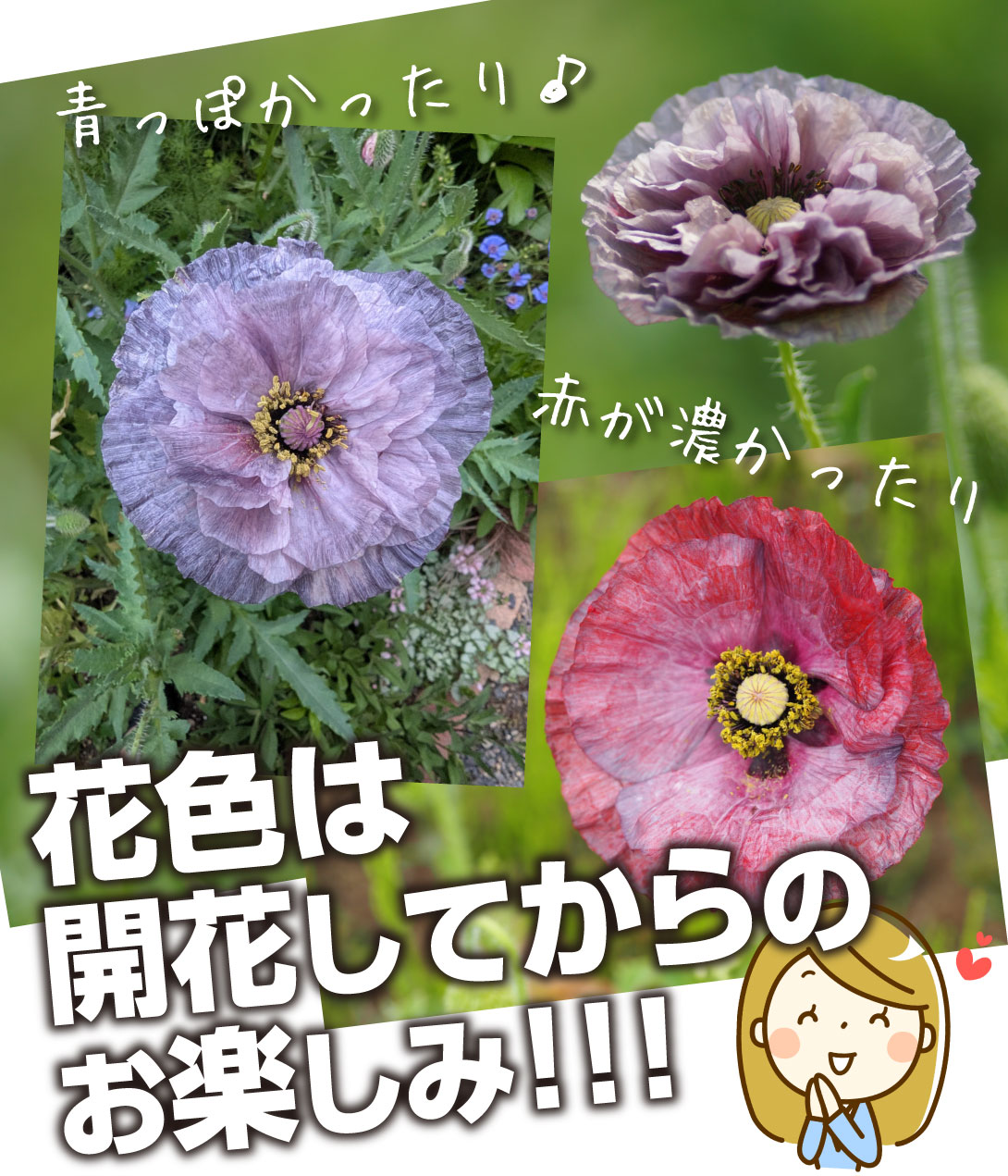 ポピー アメージンググレイ