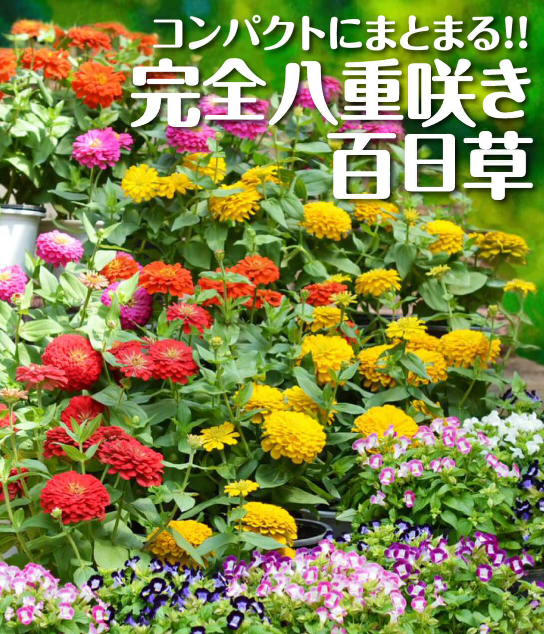 花たね 百日草 F1ホリー?ミックス