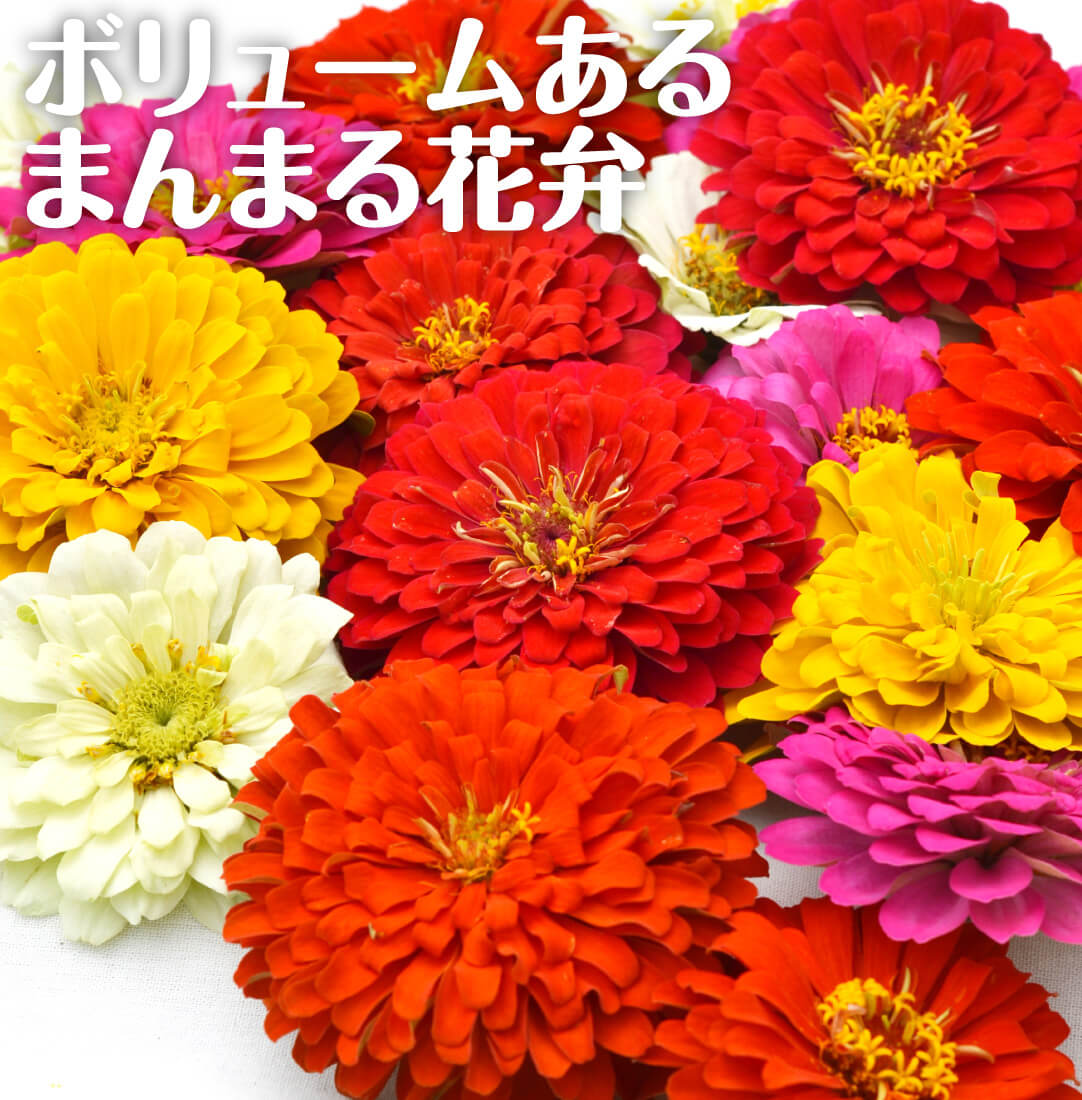 花たね 百日草 F1ホリー?ミックス