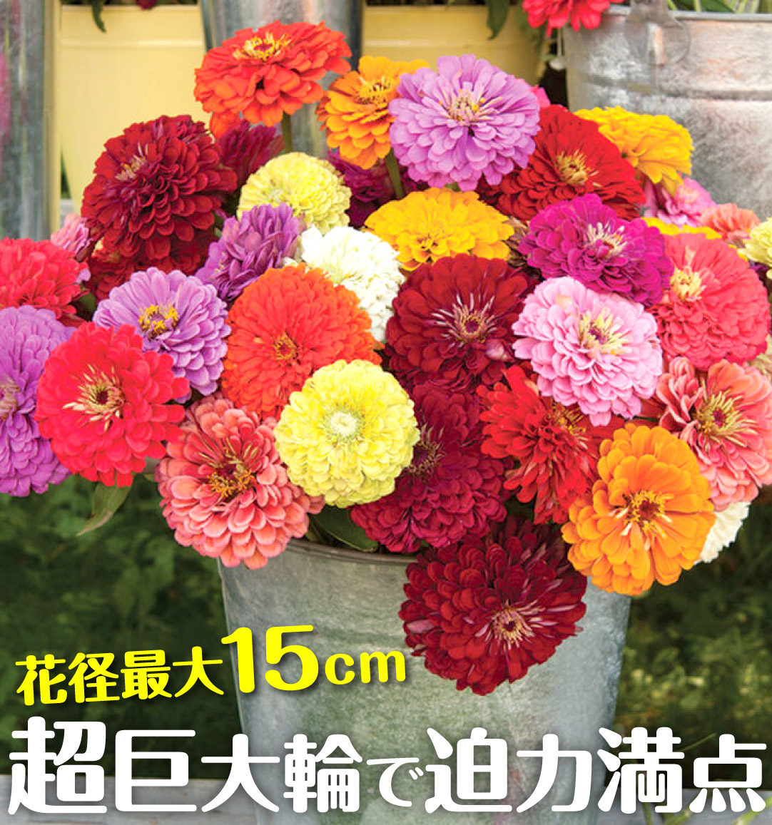 花たね 百日草 切花向き巨大輪混合
