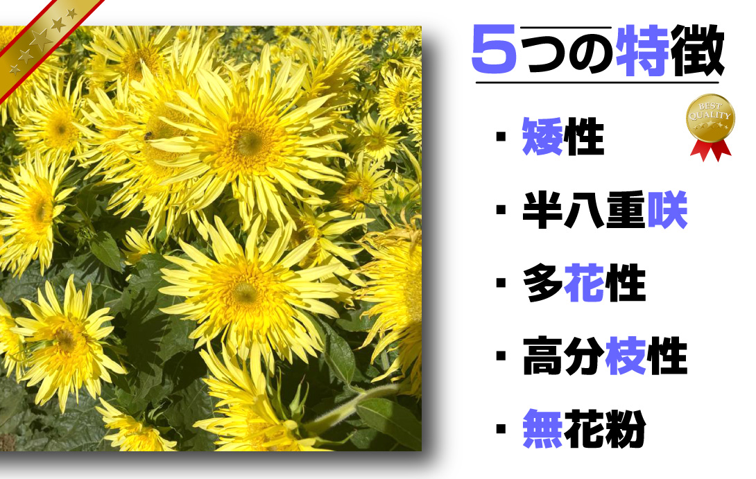 ひまわり レモンキューティー
