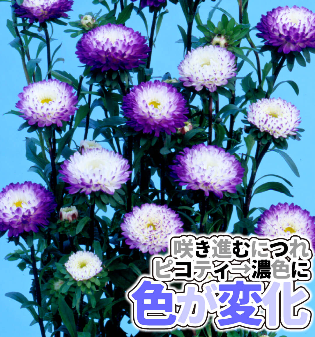 松本アスター ブルーホワイト