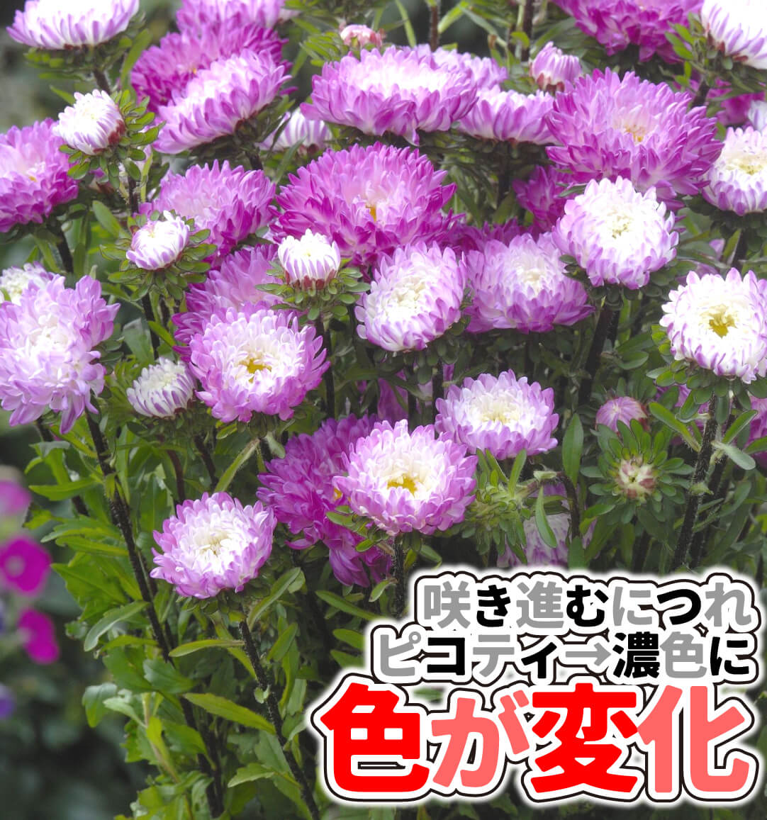 松本アスター ピンクホワイト