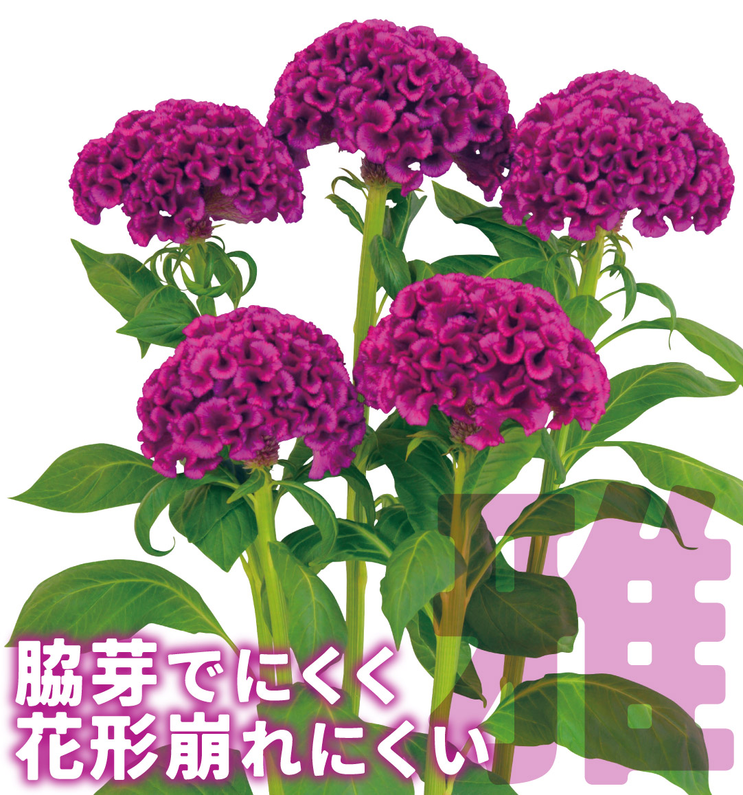 花たね ケイトウ 雅