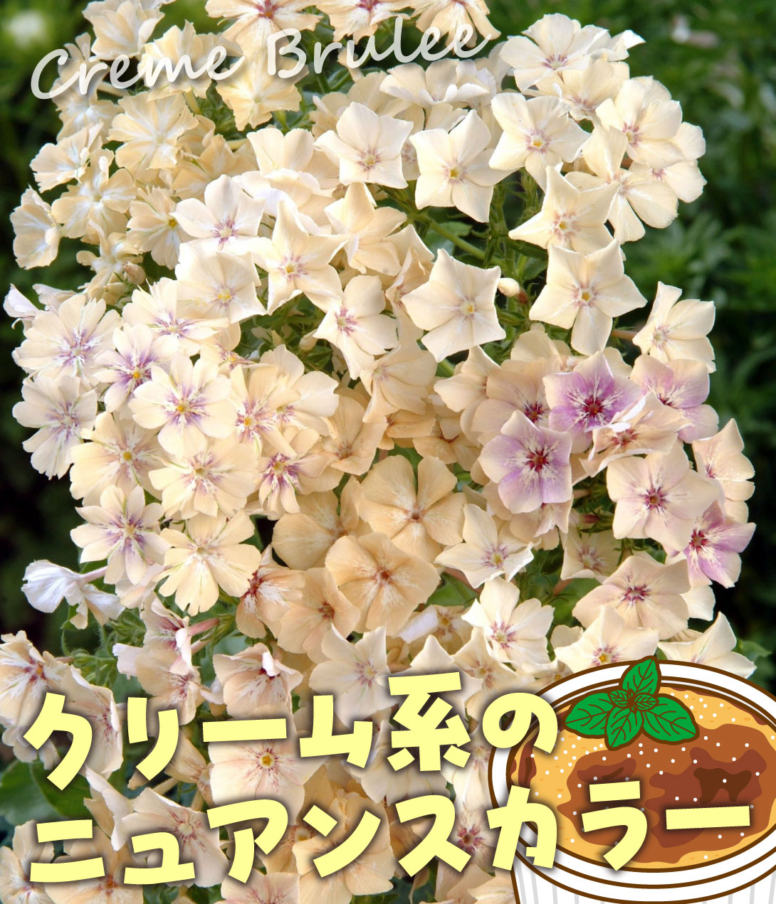フロックス クリームブリュレ