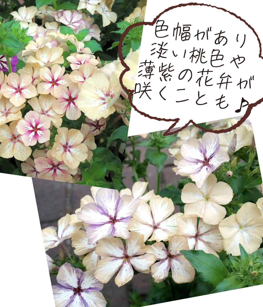 フロックス クリームブリュレ