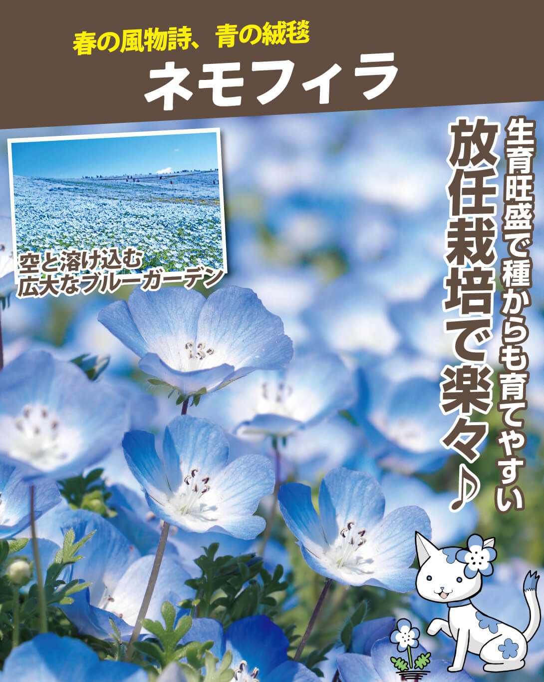 ネモフィラ