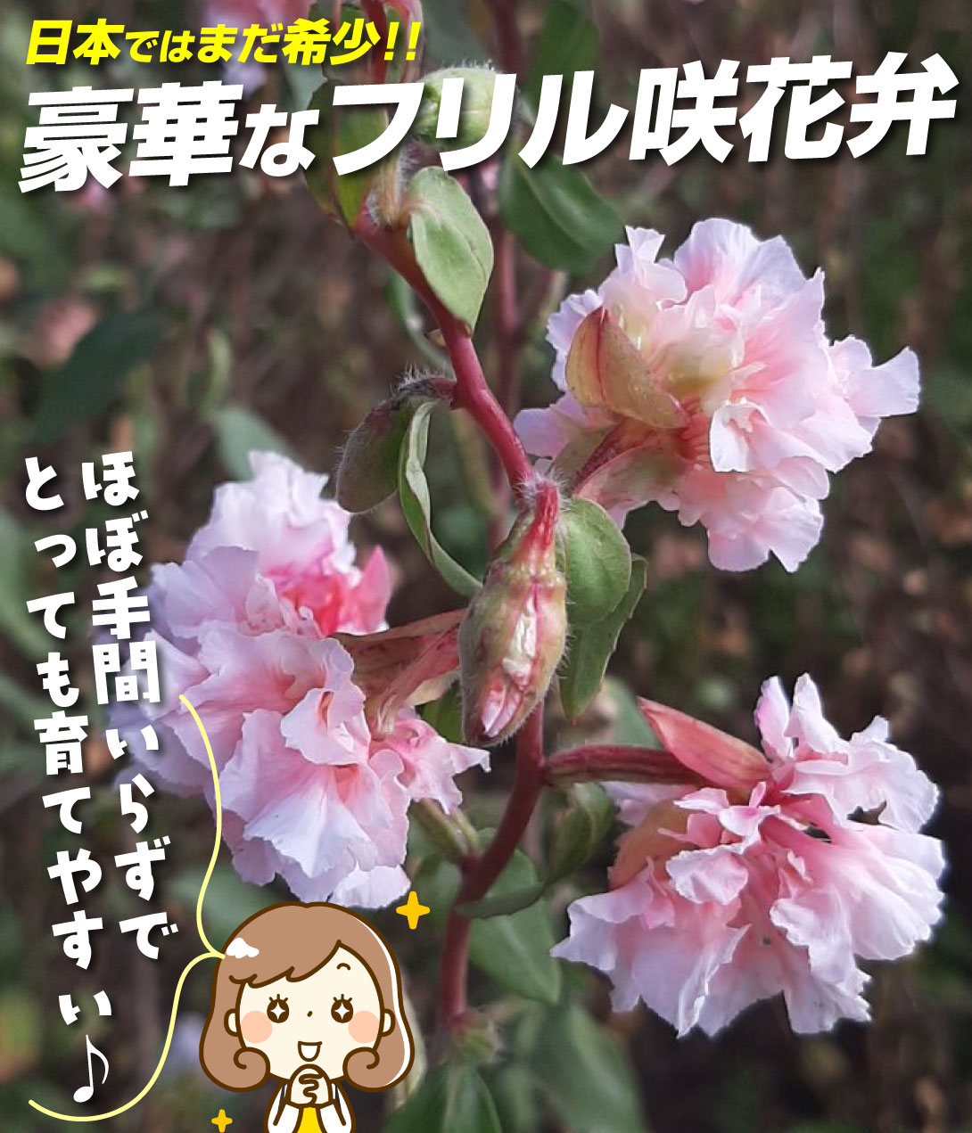 クラーキア エンチャントレス