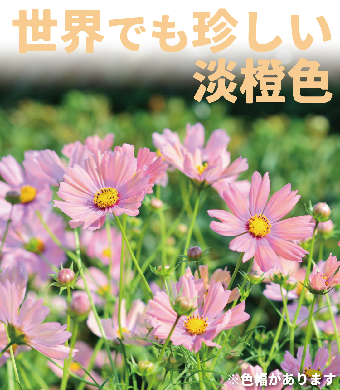 コスモス オレンジキャンパス