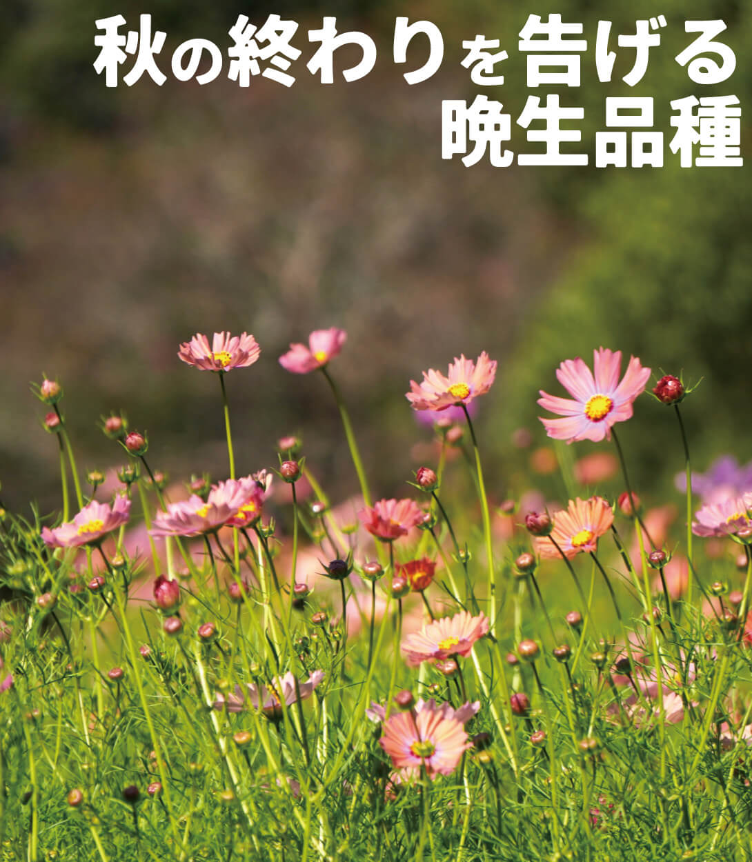 コスモス オレンジキャンパス