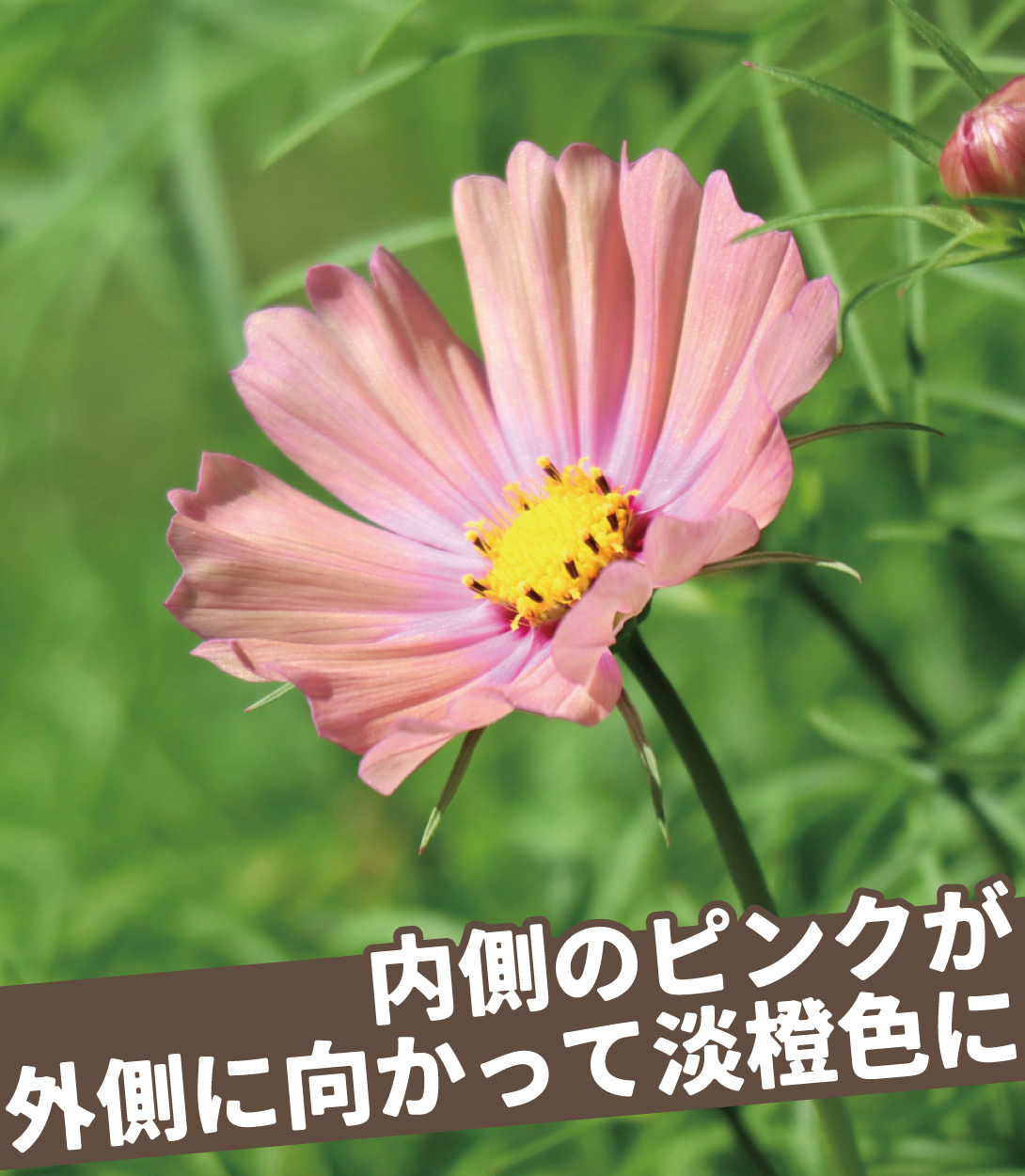コスモス オレンジキャンパス
