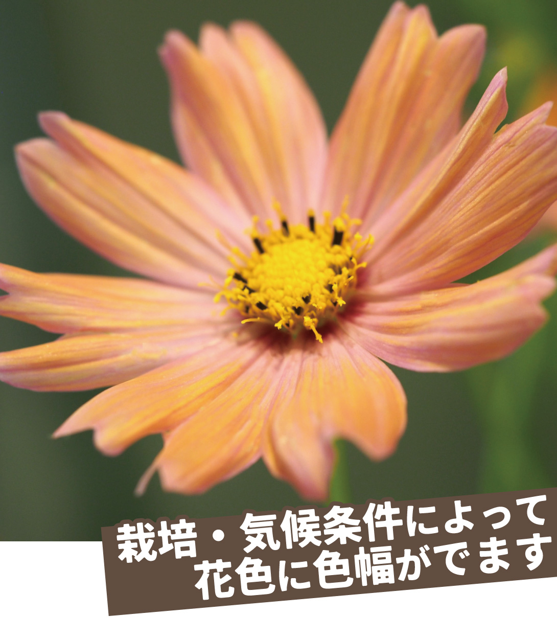 コスモス オレンジキャンパス