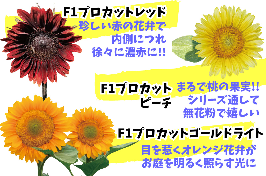 花種 ひまわり F1プロカットセット