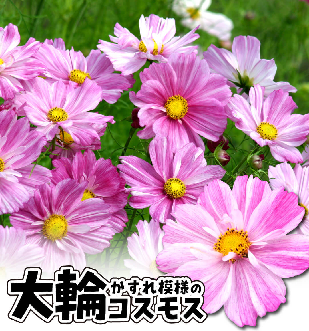 コスモス ロゼッタ