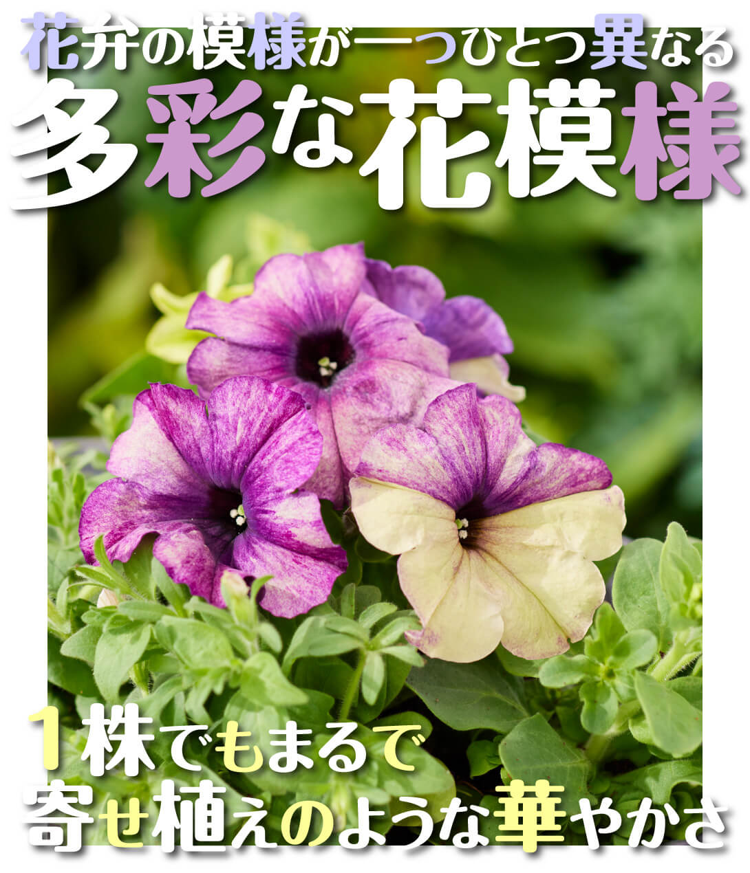 花たね ペチュニア F1シェイク ブルーベリー