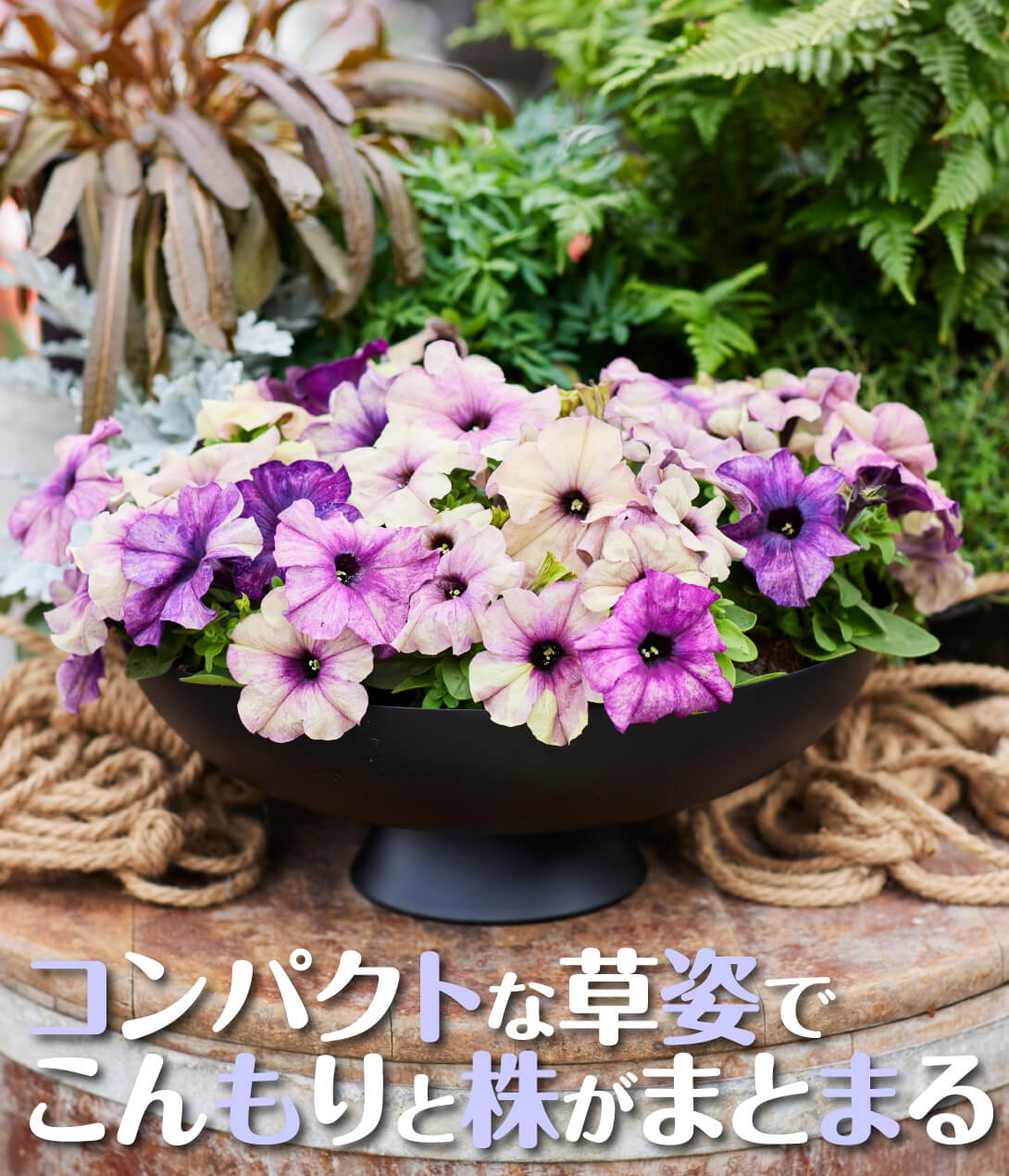 花たね ペチュニア F1シェイク ブルーベリー