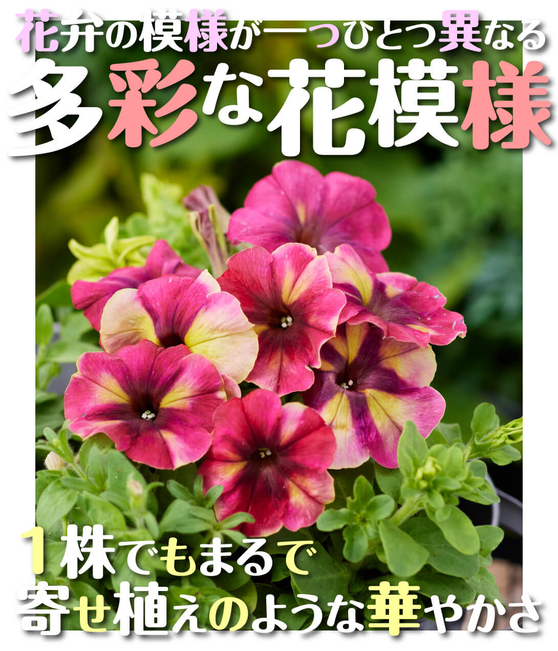 花たね ペチュニア F1シェイク ラズベリー