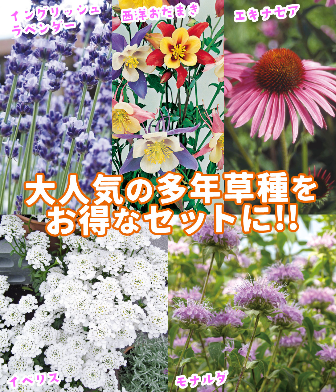 多年草花たねセット