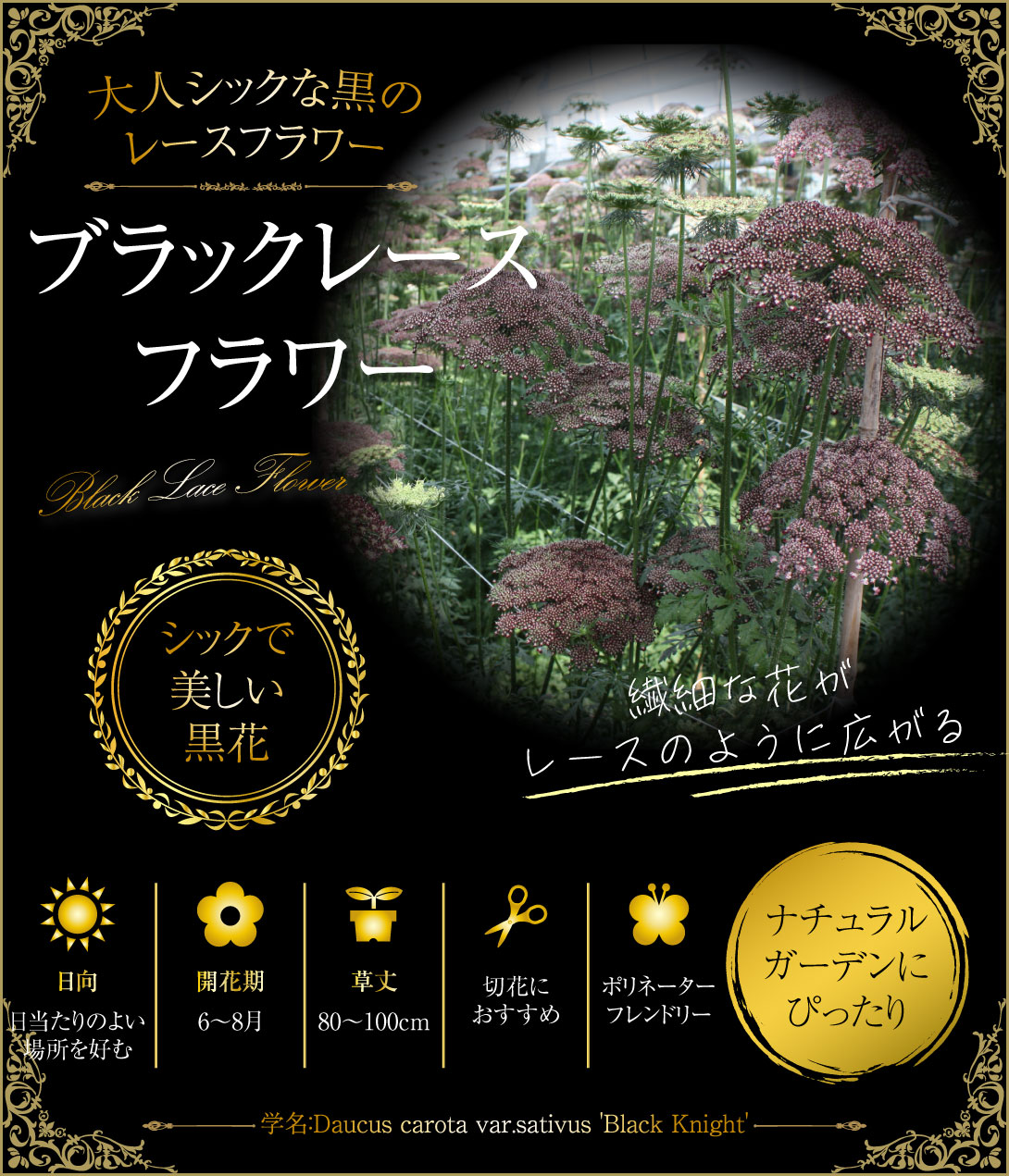 ノラニンジン ブラックレースフラワー
