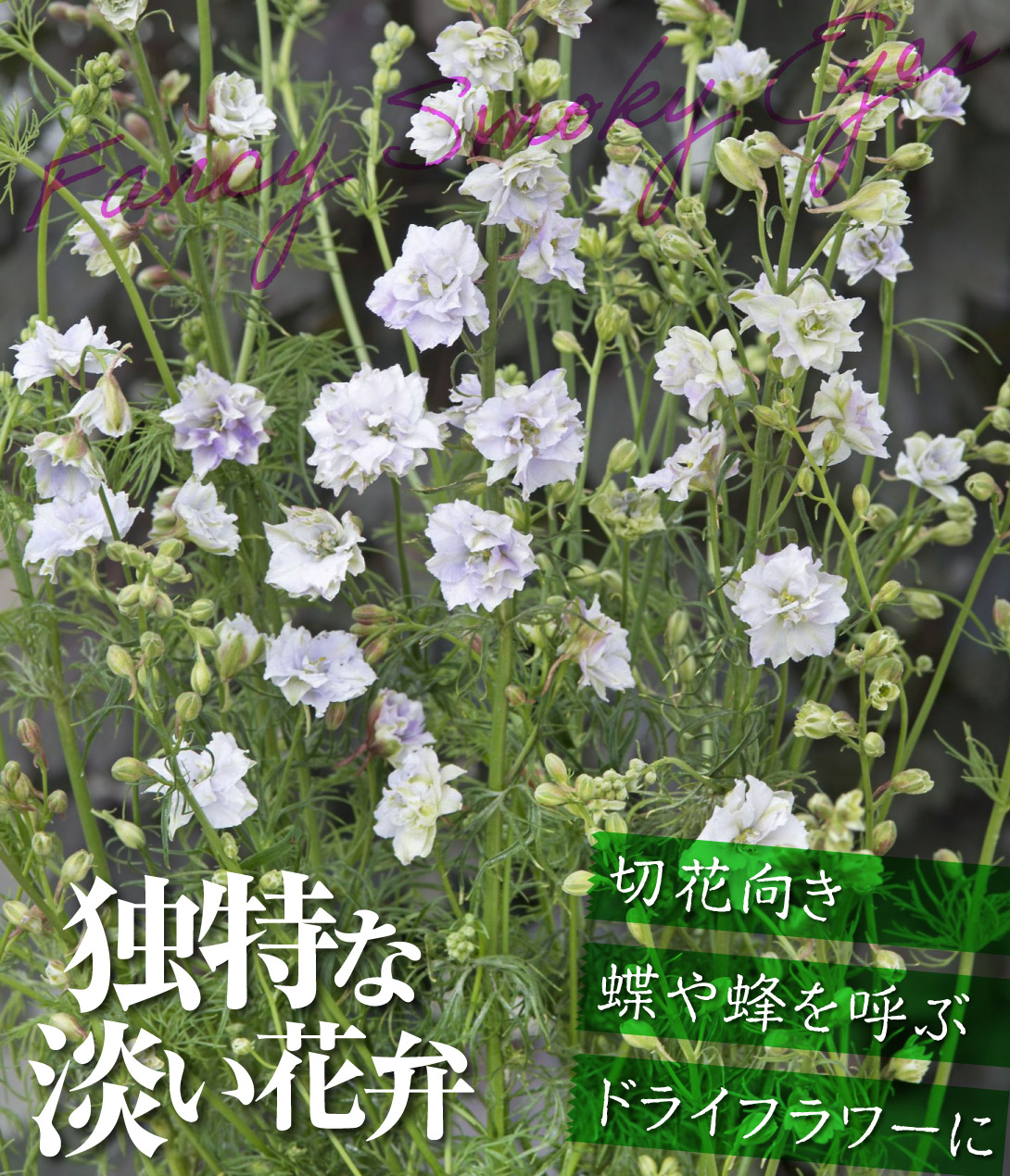千鳥草 ファンシースモーキーアイズ