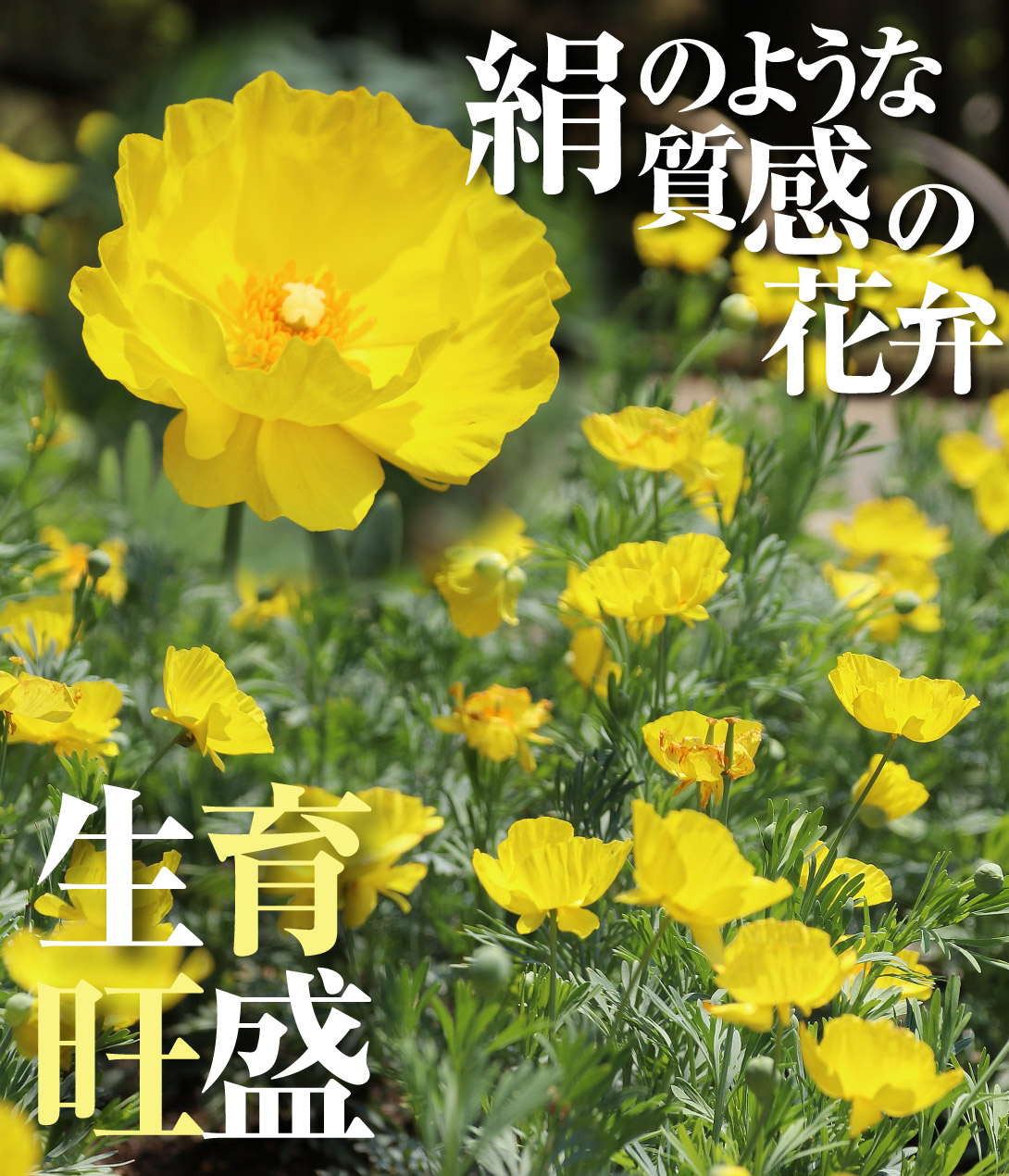 ヒマラヤの青いケシ