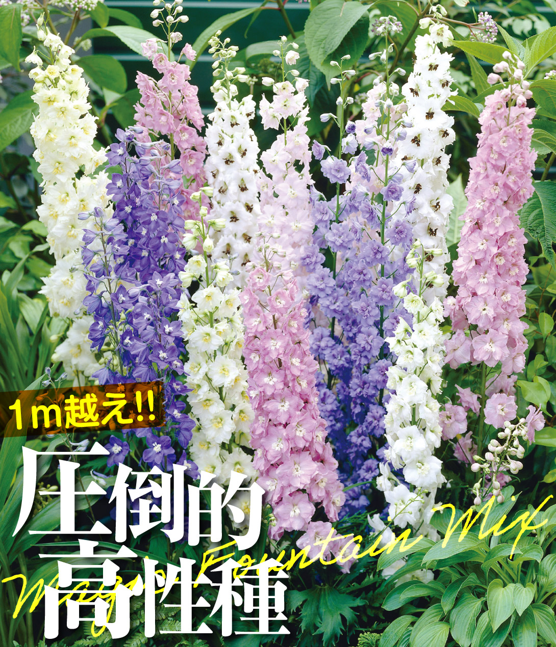 デルフィニウム マジックファウンテンミックス