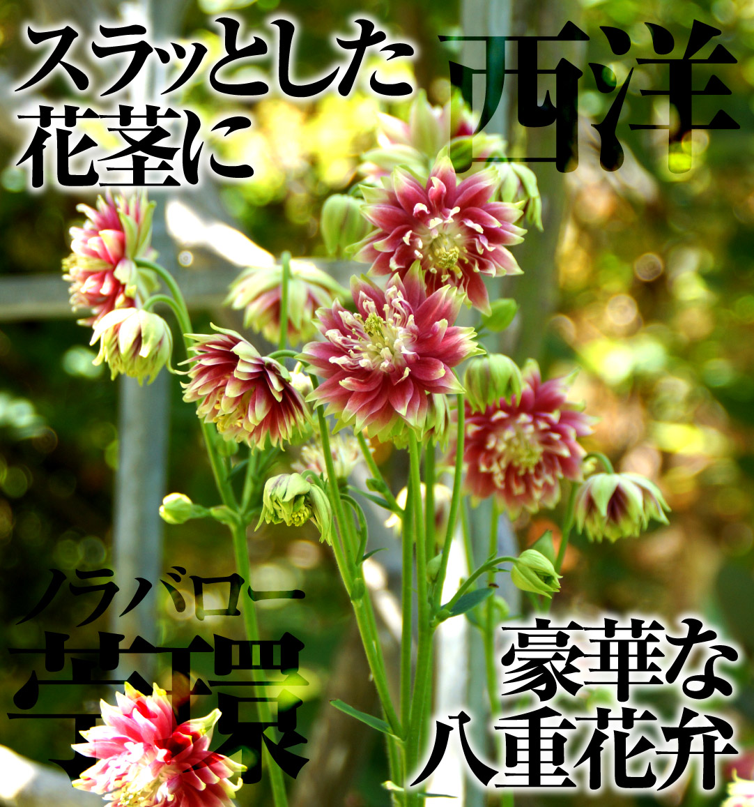 花たね 西洋オダマキ ノラバロー