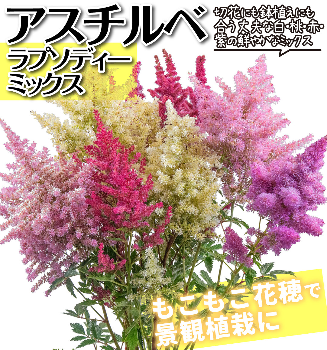 花たね アスチルベ ラプソディーミックス