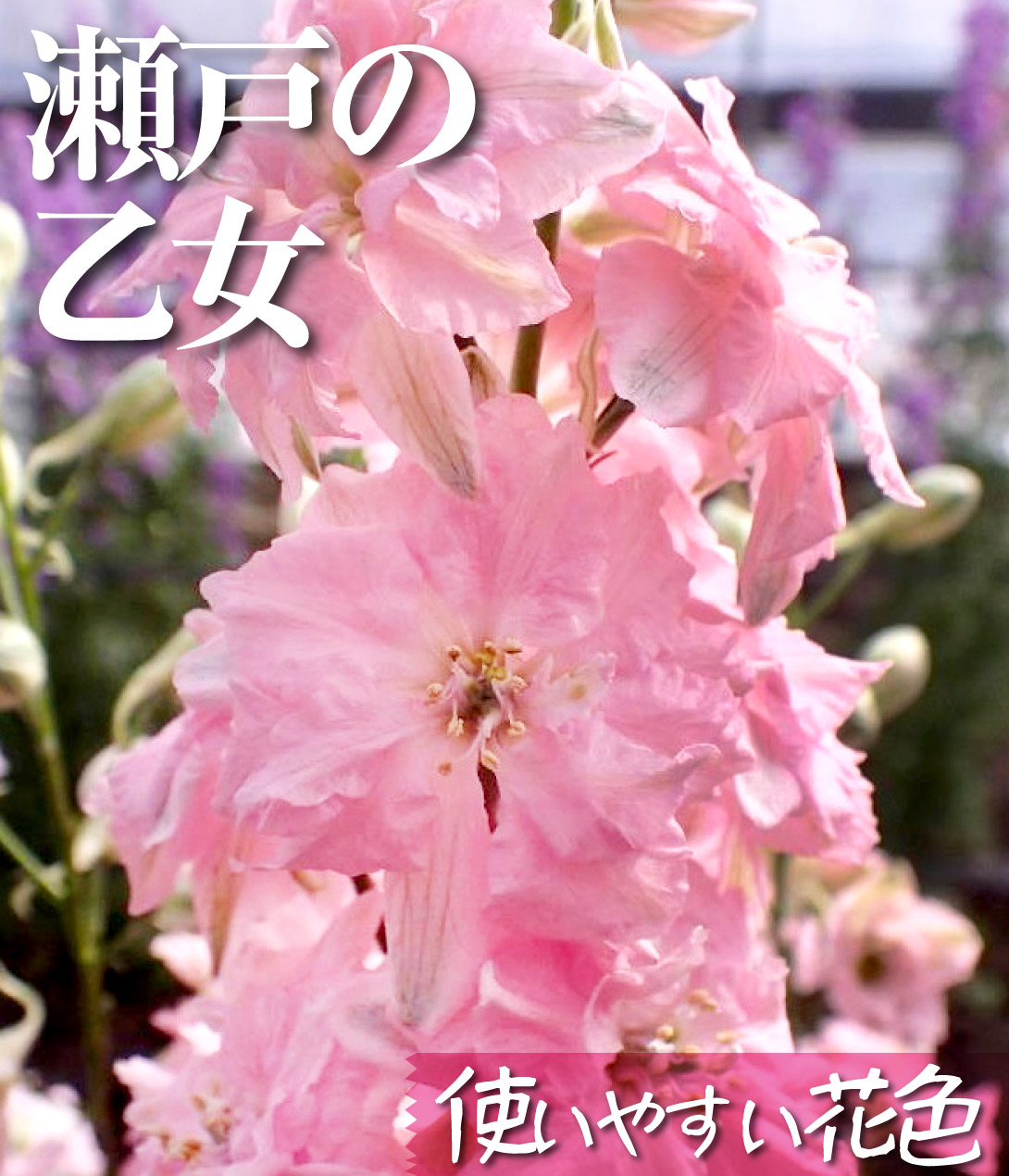 千鳥草 瀬戸の乙女