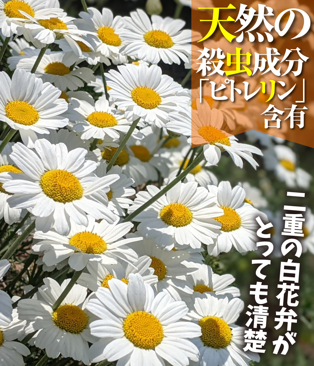 シロバナムシヨケギク