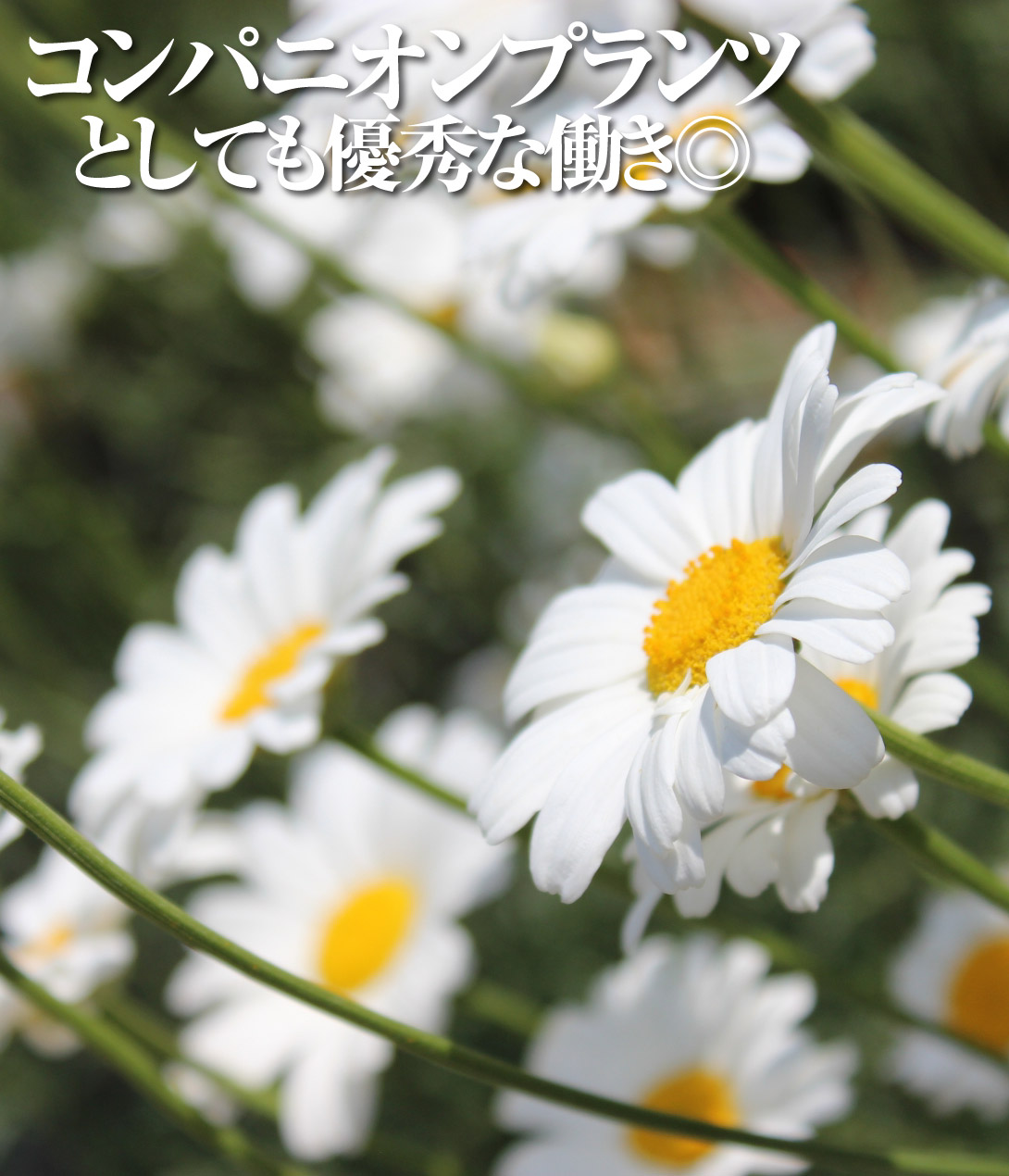 シロバナムシヨケギク